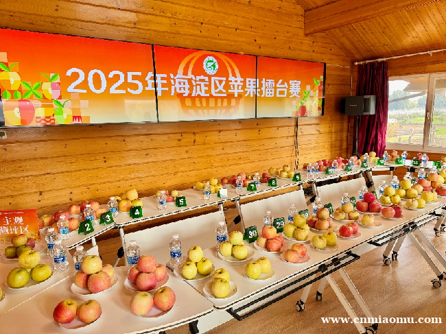 硕果飘香·丰涵海淀丨2025年海淀区苹果擂台赛成功举办