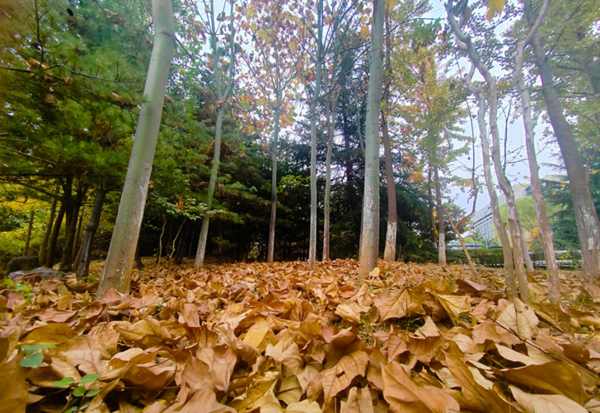 北京市属公园绿化废弃物循环利用率不断提升